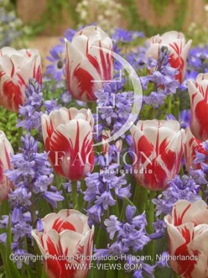 botanic stock photo Tulipa