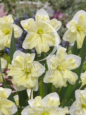 botanic stock photo Narcissus