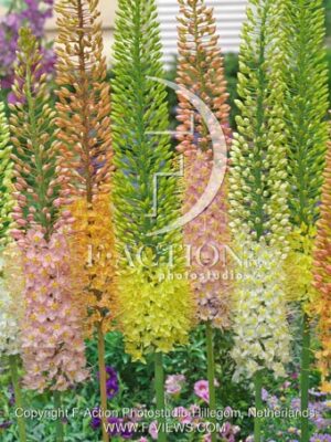 botanic stock photo Eremurus