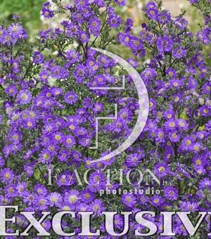botanic stock photo Aster