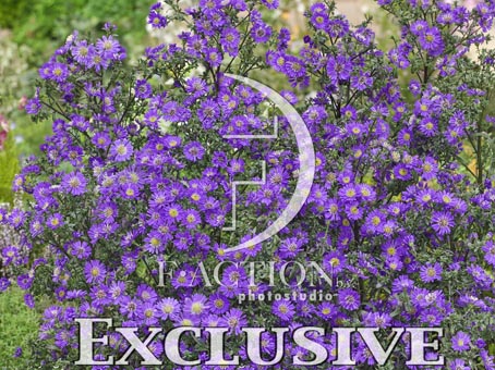 botanic stock photo Aster