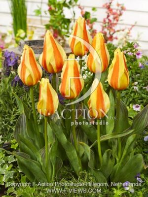 botanic stock photo Tulipa