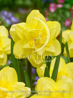 botanic stock photo Narcissus