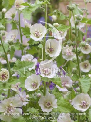 botanic stock photo Alcalthaea