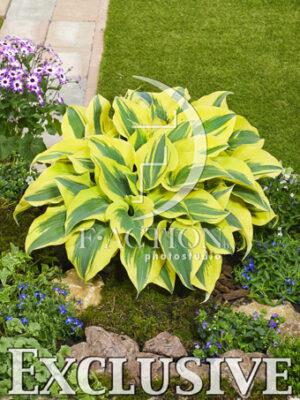 botanic stock photo Hosta