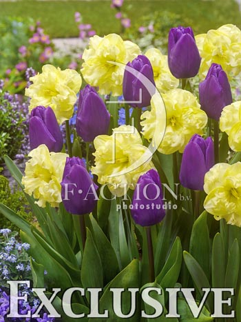 botanic stock photo Spring