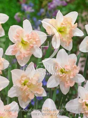 botanic stock photo Narcissus