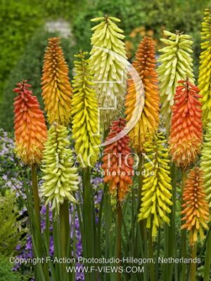 botanic stock photo Kniphofia
