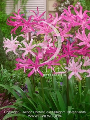 botanic stock photo Amarine