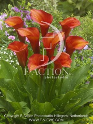 botanic stock photo Zantedeschia