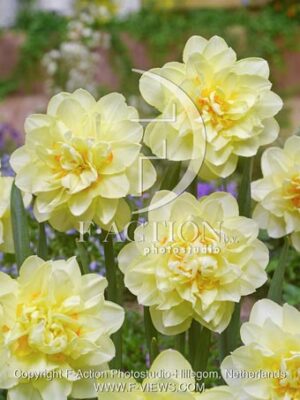 botanic stock photo Narcissus