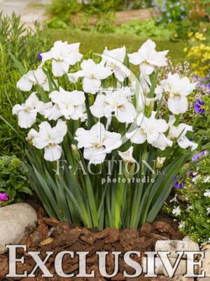 botanic stock photo Iris