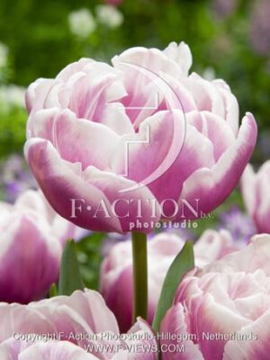 botanic stock photo Tulipa