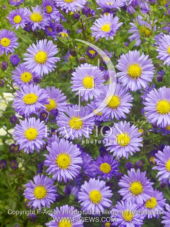 botanic stock photo Aster