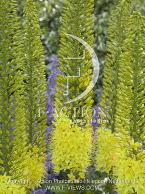 botanic stock photo Eremurus