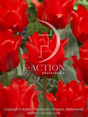 botanic stock photo Tulipa