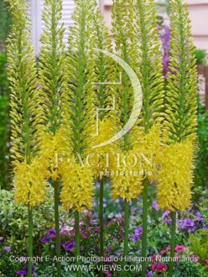botanic stock photo Eremurus