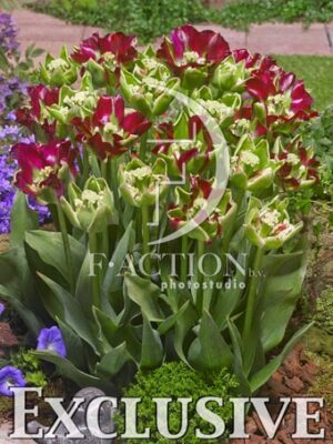 botanic stock photo Tulipa