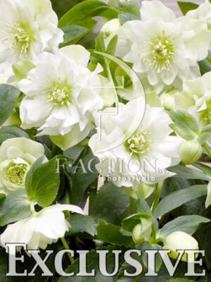 botanic stock photo Helleborus