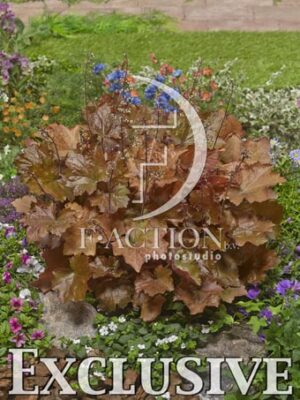 botanic stock photo Heuchera