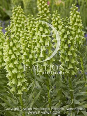 botanic stock photo Fritillaria