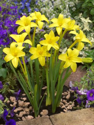botanic stock photo Chlidanthus