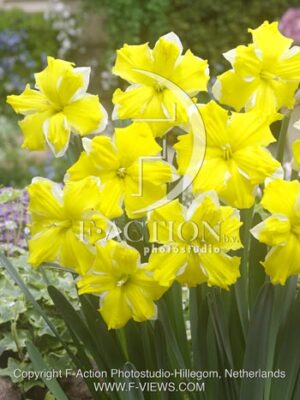 botanic stock photo Narcissus