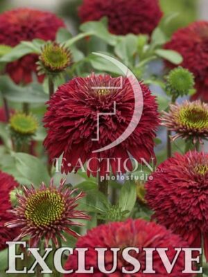 botanic stock photo Echinacea