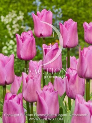 botanic stock photo Tulipa
