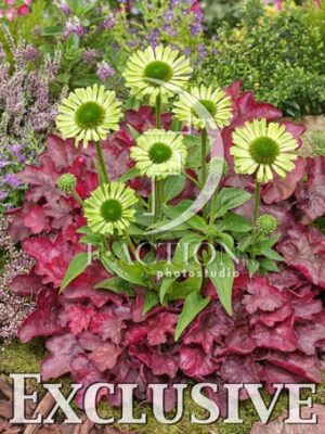 botanic stock photo Heuchera