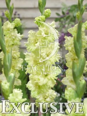 botanic stock photo Gladiolus