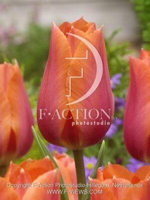 botanic stock photo Tulipa