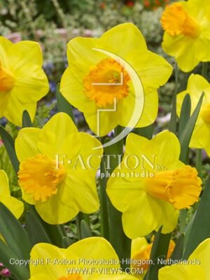 botanic stock photo Narcissus