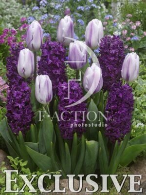 botanic stock photo Mixed