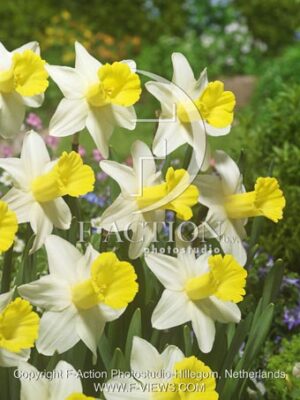 botanic stock photo Narcissus
