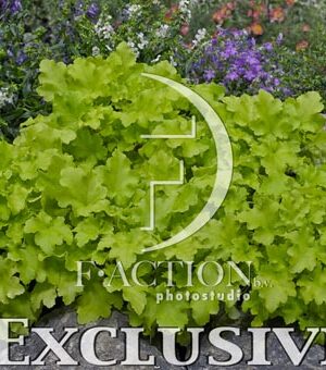 botanic stock photo Heuchera