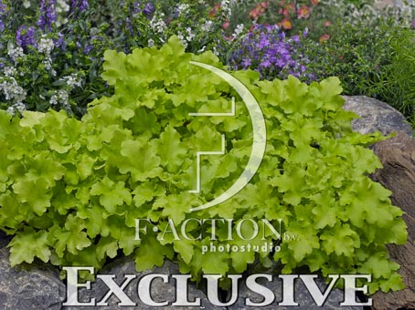 botanic stock photo Heuchera
