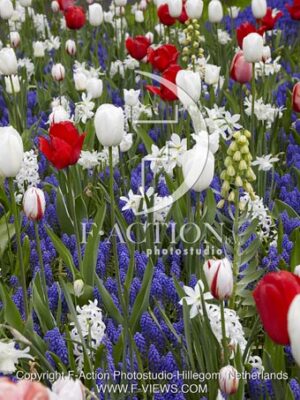botanic stock photo Spring flowers