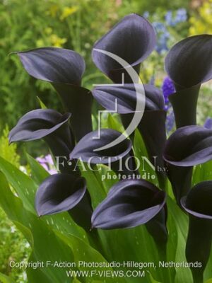 botanic stock photo Zantedeschia