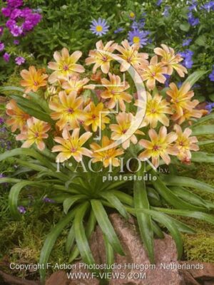 botanic stock photo Lewisia