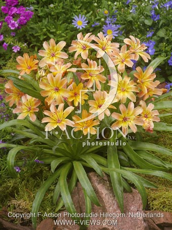 botanic stock photo Lewisia