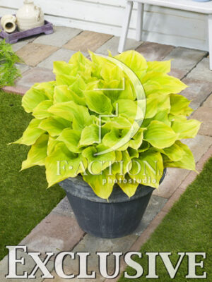 botanic stock photo Hosta