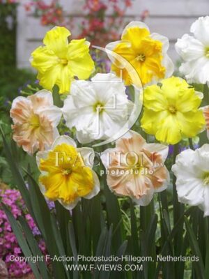 botanic stock photo Narcissus