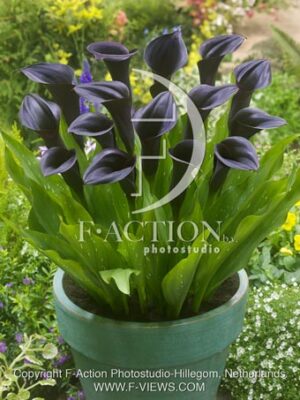 botanic stock photo Zantedeschia