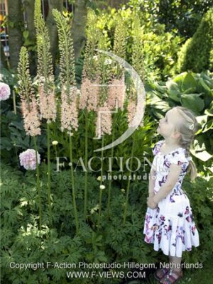 botanic stock photo Eremurus