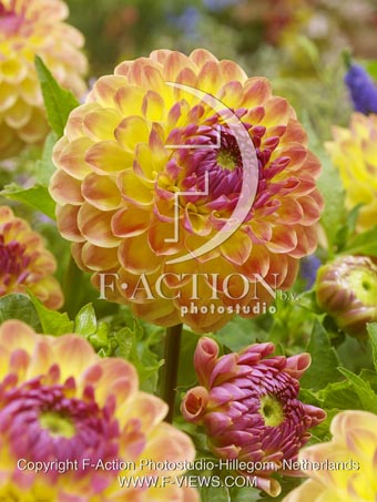 botanic stock photo Dahlia