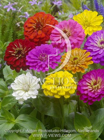 botanic stock photo Zinnia