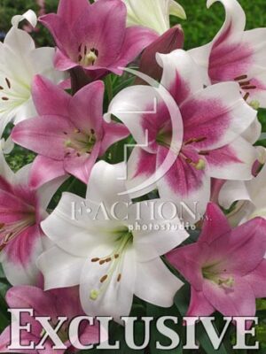 botanic stock photo Lilium