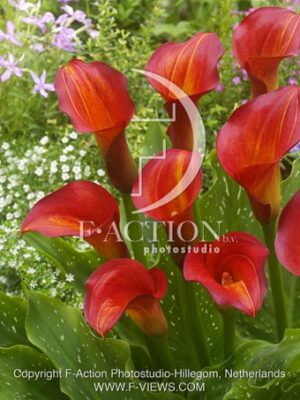 botanic stock photo Zantedeschia