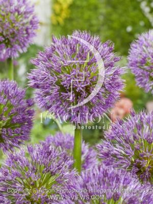 botanic stock photo Allium
